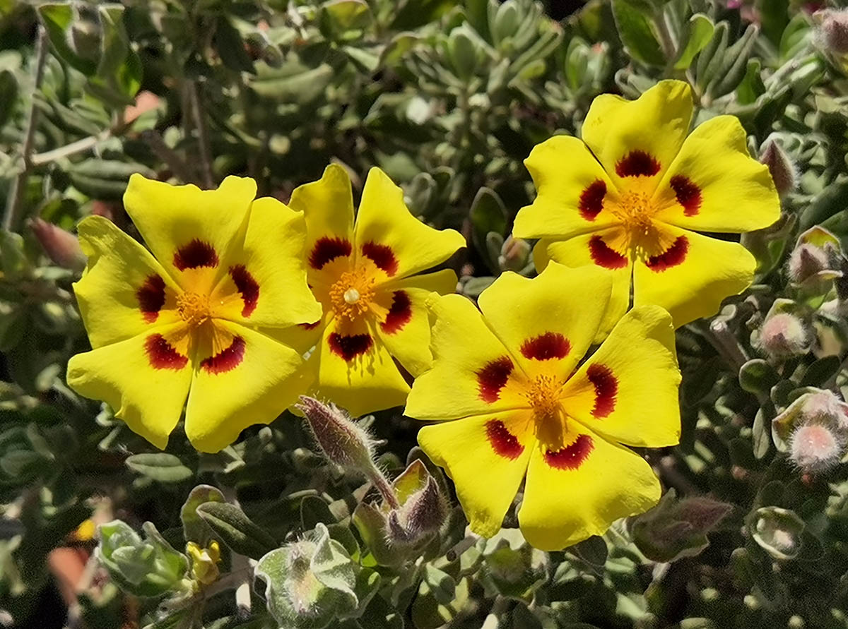 Halimium lasianthum ‘Formosum’ photo